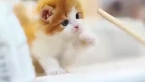 Cute 🥰 Cat , Cute Baby Cat, Cute Animals
