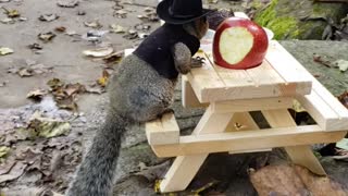 Squirrel Dressed as Cowboy is Ready for Breakfast