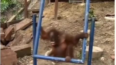 sad monky video