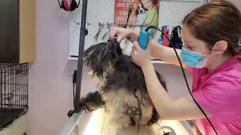 CUTE DOG TRANSFORMATION VERY MATTED DOG
