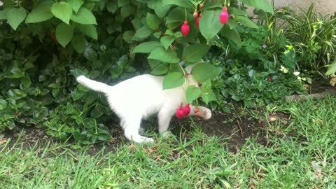 A WHITE LITTLE KITTEN PLAYING WITH FLOWER