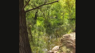 Aussie Wetlands Ramble with Rhodesian Ridgeback Mr. Brown