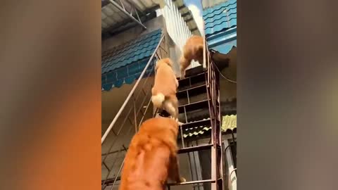 😱Prity dog |funn dog|American dog|bull dog|climb dog😱🔥😱😱