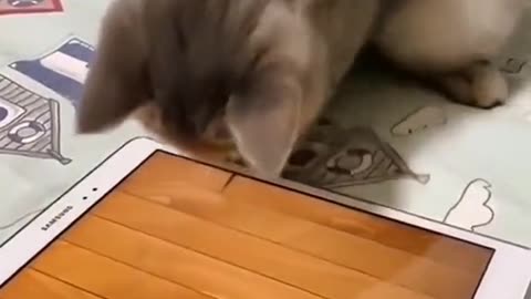 Cute Moment Cat