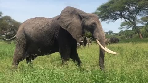 Hugh African Elephant in the wild of Uganda