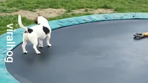 Dog in Trampolin playing