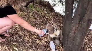 Giving a Koala a Drink During a Summer Heat Wave