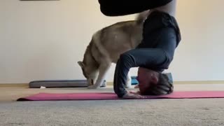Watch this husky totally ruin a yoga workout