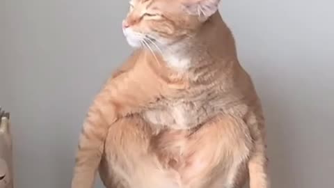 Yoga orange cat