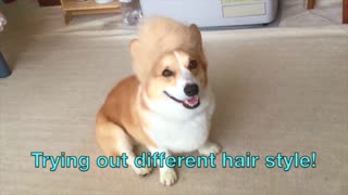 Corgi wears wig made of his own fur