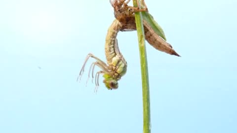 Dragonfly Hatching