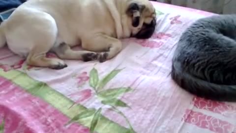 Pug does not let the cat sleep due to wild snoring, p6