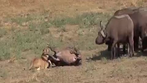 The herd of buffalo runs to rescue their fellows from the lion's attack.