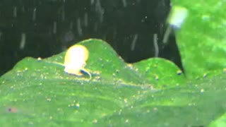 Baby guppy’s and mystery snail!