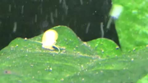 Baby guppy’s and mystery snail!