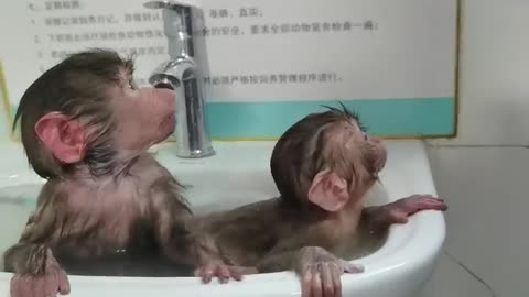 Baby baboon enjoys a comfortable bath