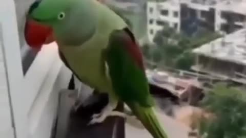 My parrot speak something can you understand