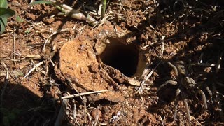 Wolf Spider Sees The Wasp Dragged Away