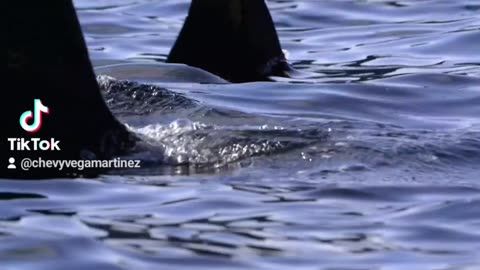 Orcas devoran una ballena Mordidas letales