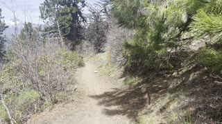 Descending with Views of Three Fingered Jack Mountain – Black Butte Trail – Central Oregon – 4K