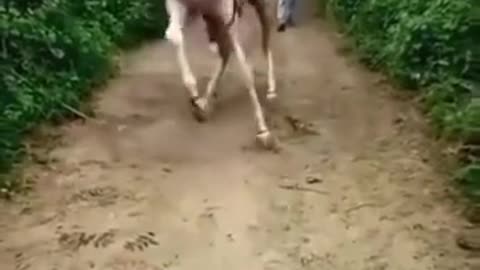 Friendly Horse Comes Inside The House To Chill With Owner #horse