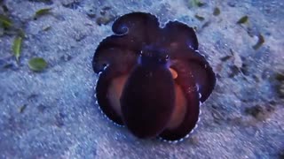 beautiful octopus 🤩