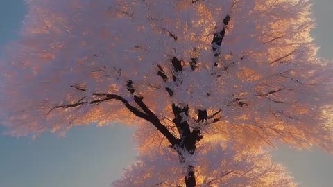 "Winter's Beauty: A Peaceful Scene of Snow-Covered Trees and Singing Birds."