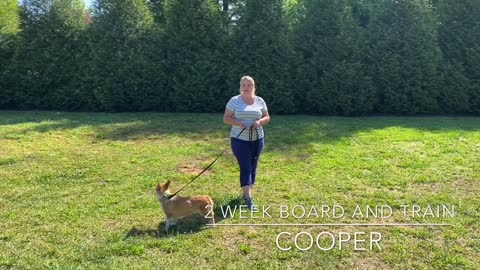 Off Leash Training | 6.5 Year Old Corgi & Baby -- Cute Video!! | Corgi Board & Train
