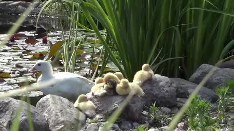 Cute Duckling - Funniest Baby Ducks Videos Compilation