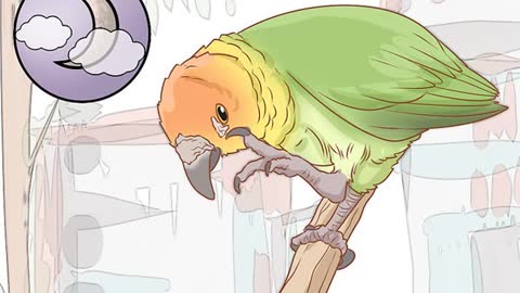 How To Tell If Your Bird Has Mites