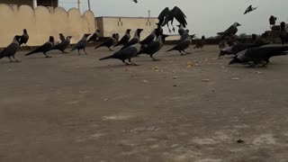 Crows are enjoying food