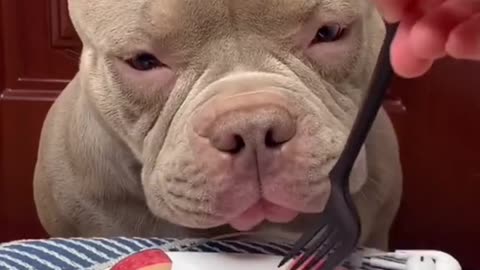 Watch my dog ​​eat fruits