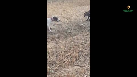 Dog's attack on Lizard