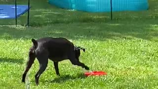 Doggy Obsessed With Water Fountain Toy