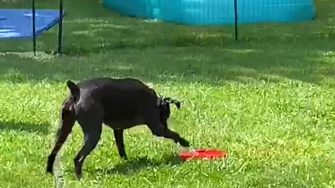 Doggy Obsessed With Water Fountain Toy