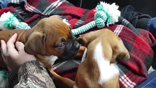 Boxer Pups