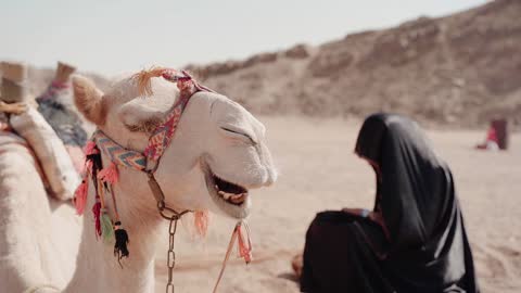 Cute Camel Love Humans Animal Planet 2022