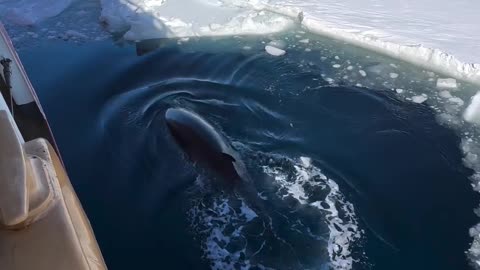 Deep breath for these whales before the deep ocean hits