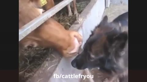 Funny cow attack on people funny video