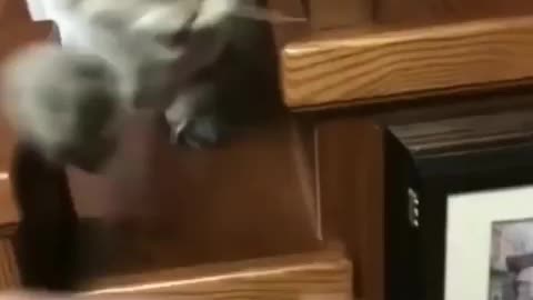 Angry cat fights with its owner
