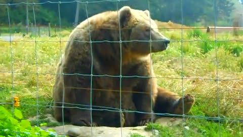 Kodiak Bear Waving