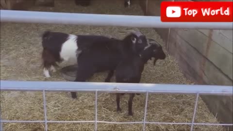 Goats Screaming Like Humans, Try Not to Laugh 🐐 😲 😀 😂 🤣 February 2021 Compilation