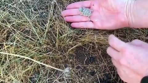 releasing horned lizards into the wild 💚