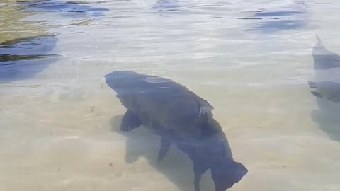 Lagoa dos tambaquis - Aracajú - Brasil