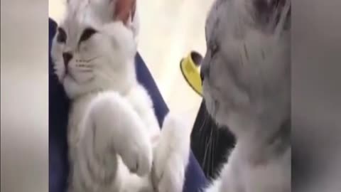 1 Hour of the Funniest Cats | Funny Pet Videos