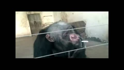 Chimpanzee, Funny video with a monkey