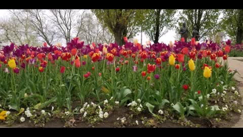 Flowers Tulips Spring Holland Michigan Tulip Farms Season 2021 Tour