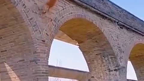Incredible Dog Climbs Brick Wall to Catch Airborne Ball!