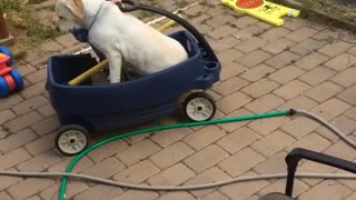 Little brown hair kid plays with dog in blue wagon