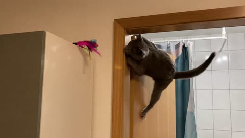 Cat Falls Off Door
